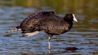Eurasian Coot - Fulica atra 0776