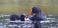 Eurasian Coot - Fulica atra 3892