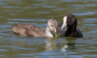 Eurasian Coot - Fulica atra 4779