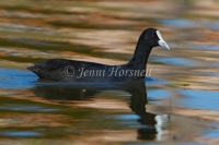 Eurasian Coot - Fulica atra 5369