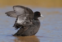 Eurasian Coot - Fulica atra 7609
