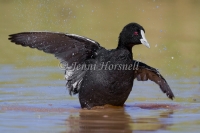 Eurasian Coot - Fulica atra 7628