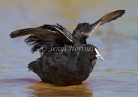 Eurasian Coot - Fulica atra 7657