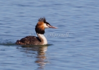 Great Crested Grebe - 1860