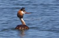 Great Crested Grebe -  1867