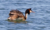 Great Crested Grebe - 1875