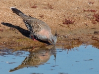 Crested Pigeon - Ocyphaps lophotes 1681