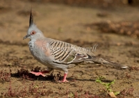 Crested Pigeon - Ocyphaps lophotes 5488
