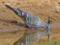 Crested Pigeon - Ocyphaps lophotes 1726