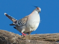 Crested Pigeon - Ocyphaps lophotes 7931