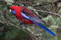 Crimson Rosella - Platycercus elegans 9627