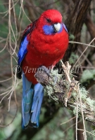 Crimson Rosella - Platycercus elegans