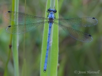 Alpine Flatwing Damselfly  - Griseargiolestes intermedius 4382