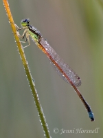 Aurora BluetailDamselfly  - Ischnura aurora - male 4