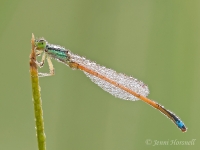 Aurora Bluetail Damselfly - Ischnura aurora - male 6