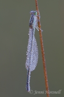 Aurora Bluetail Damselfly - Ischnura aurora - female 2