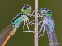 Aurora Bluetail Damselfly - Ischnura aurora - male & female