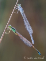 Aurora Bluetail Damselfly - Ischnura aurora - male & female 2