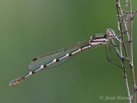 Blue Ringtail Damselfly  - Austrolestes_annulosus - female