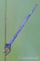 Blue Ringtail - Austrolestes_annulosus - male 2955