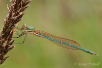 Damselfly_1617