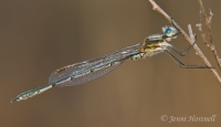 Damselfly_9419