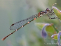 Damselfly_Resting