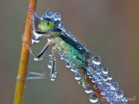 Damselfly_detail