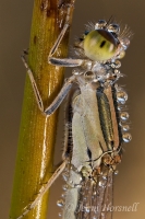 Damselfly_detail_2