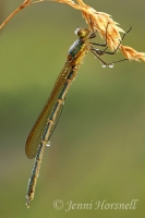 Dewy_Damsel