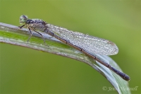 Dewy_Damsel_2