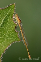Dewy_Damsel_3