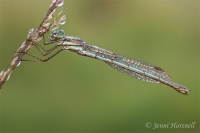 Dewy_Damselfly_3_1612