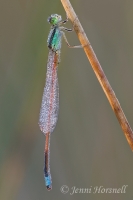 Aurora Bluetail Damselfly - Ischnura aurora - male 2