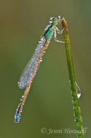 Aurora Bluetail Damselfly - Ischnura aurora - male 5