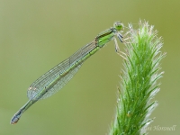 Aurora Bluetail Damselfly - Ischnura aurora - female