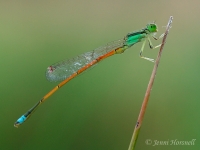 Aurora Bluetail - Ischnura aurora - male