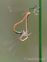 Aurora Bluetail Damselfly - Ischnura aurora - mating 2