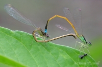 Aurora Bluetail Damselfly - Ischnura aurora - mating