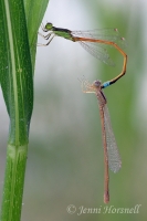 Aurora Bluetail Damselfly - Ischnura aurora - in tandem