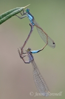 Common Bluetail Damselfly - Ischnura heterosticta - mating 3