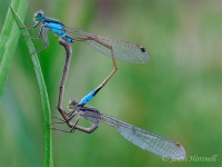 Common Bluetail Damselfly - Ischnura heterosticta - mating