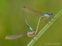 Common Bluetail Damselfly - Ischnura heterosticta - mating 2