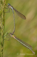 Paired_Damselflies
