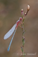 Red and Blue Damselfly - Xanthagrion erythroneurum - male 2