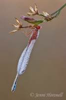 Red and Blue Damselfly - Xanthagrion erythroneurum - male 3