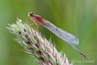 Red and Blue Damselfly - Xanthagrion erythroneurum - female