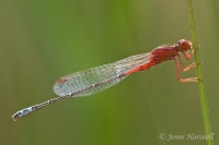 Red and Blue Damselfly - Xanthagrion erythroneurum - male