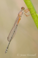 Red and Blue Damselfly - Xanthagrion erythroneurum - immature male