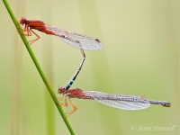 Red and Blue Damselfly - Xanthagrion erythroneurum - in tandem